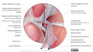 The groin area is the area where. Slagter Drawing Male Inguinal Area Internal View English Labels Anatomytool