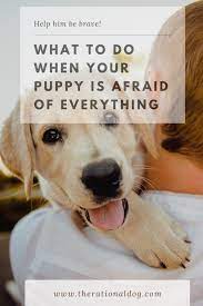 Often times owners never realize just how much damage can be done to a puppy's development if these moments are not used as confidence builders and opportunities to teach rather than to amuse during these puppy fear periods. Training Through Your Puppy S Fear Periods The Rational Dog Puppies Dog Minding Dog Jokes