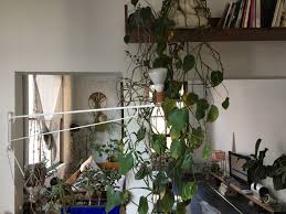 Moss was collected from outside of my home. Decorating With Houseplants