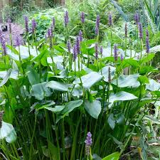 Image result for Pontederia
