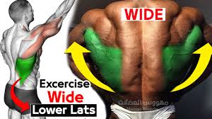 They generally come into play most of the time while performing any exercise hitting the lats. Daily Exercise To Build Lower Lats V Taper Youtube