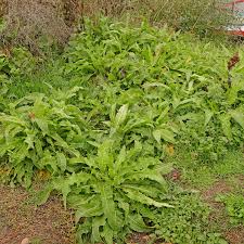 Image result for Berlinia orientalis