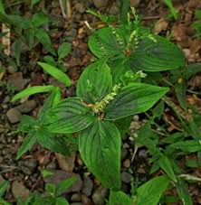 Image result for Spigelia anthelmia