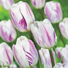 Van Bourgondien Flaming Flag Triumph Tulip Bulb Mixture 25 Pack 63701 The Home Depot In 2020 Tulip Bulbs Pansies Flowers Tulips