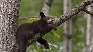 pin on sleeping animals uyuyan hayvanlar