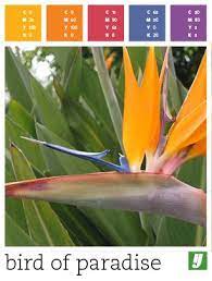 Color Palette Bird Of Paradise Birds Of Paradise Bird Of Paradise Wedding Birds Of Paradise Flower
