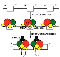 And is distinguished from derogation, which implies the taking away of only some part of a law; Exon Recognition In Vertebrate Splicing Journal Of Biological Chemistry