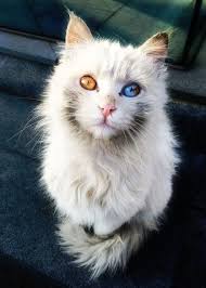 Feral Cat By Sean Pan 500px Beautiful Cats Cute Animals Animals Beautiful