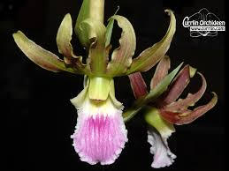 Image result for Eulophia guineensis