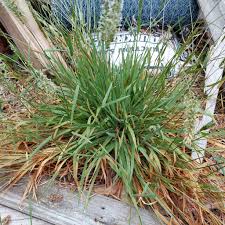 Image result for Anthoxanthum nivale