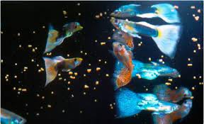 Best Guppy Food For Color Growth Immune Support