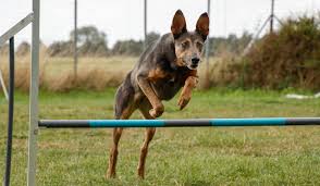 Agilitynerd is the oldest dog agility blog with articles on agility training, dog handling, agility courses, agility course analysis, agility equipment. Hund Im Fokus Ihre Hundeschule Mit Herz Sonsbeck Am Niederrhein
