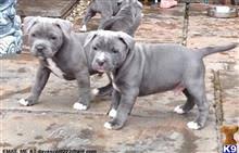 How will you choose the best pup? Staffordshire Bull Terrier Puppies For Sale