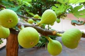 Feigenbaum Im Garten Feigen Feigenbaum Pflanzen