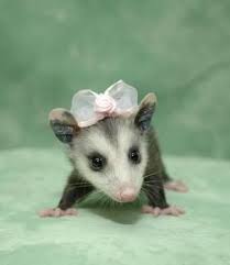 I Am A Cute Possum Cute Animals Cute Baby Animals Baby Opossum
