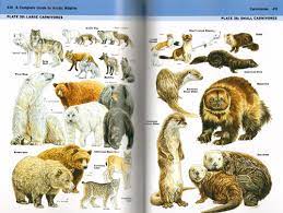*laughs nervously* *laughs nervously* buzzfeed staff it reads: A Complete Guide To Arctic Wildlife Richard Sale Per Michelsen Richard Sale