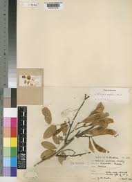 Image result for Dalbergia martinii