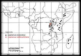 Image result for Lepisorus excavatus