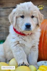 The main concerns with this breed are dysplasia of the hips and elbows, and canine cataracts. Pin On Canine Education