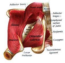 Musculus Obturatorius Externus Pacs Entwicklung