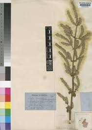 Image result for Coleus cylindraceus