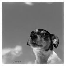 Black And White Rat Terrier Rat Terrier Dreamin With Images Rat Terrier Dogs Rat Terriers Funny Rats