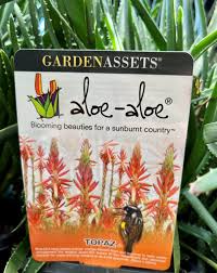 Image result for Aloe inyangensis