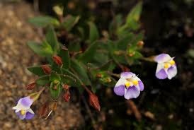 Image result for Linderniella