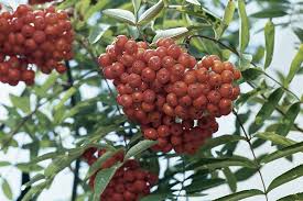 Ich glaube der trägt irgendwelche beeren. Vogelbeere Erkennen Und Nutzen Beerenstraucher Ratgeber Garten Schluter