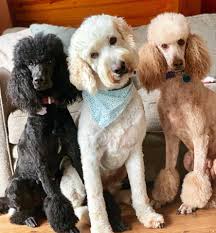 All pretty poodles are about looks and fashion, right? Skypoodlesndoodles Home Facebook
