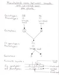 In genetics, gregor mendel discovered the principal of dominance. Ib Biology Notes 4 3 Theoretical Genetics