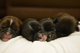 Florida keys (key) ft myers / sw florida. Central Florida Shih Tzu Puppies Home Facebook