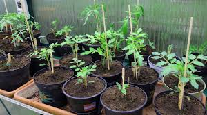 Tipp 0502 tomaten pflanze ich erst nach den eisheiligen, also nach dem 15. Tomaten Gartenreport Seite 2