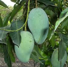 Kualitas terbaik gratis untuk komersial tidak perlu kredit bebas hak cipta. Jual Tanaman Mangga Gadung Bibitbunga Com