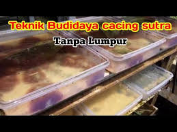 Cacing sutra merupakan salah satu pakan alami yang umumnya diberikan pada larva ikan. Tehnik Budidaya Cacing Sutra Tanpa Lumpur Youtube