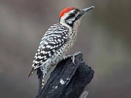 Black And White Bird With Red Head California Nuttall S Ladder Backed Woodpecker Male Compare To Hairy Woodpecker Nuttall S Live Almost Exclusively In California Downy Woodpecker Woodpecker Birds