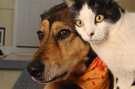 He is a rambunctious kitty. How To Introduce A Dog To A Cat Best Friends Animal Society