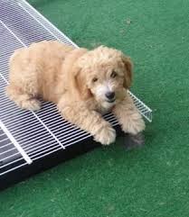 Keep an eye out for new litters! Pin On Puppy