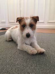 Pin By Helene Van Dyk On Everything Cute Jack Russell Jack Russell Terrier Cute Dogs