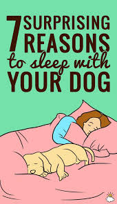 7 Surprising Reasons Your Dog Should Sleep On Your Bed Every Night Dog Sleeping In Bed Sleeping Dogs Dog Sleeping Positions