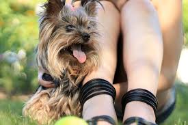 Maybe you would like to learn more about one of these? Are Yorkshire Terriers Hypoallergenic All Things Yorkies