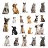 Types of Cats with Photos - Cat Breeds Junction