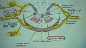 The brain and the spinal cord constitute the central nervous system. The Spinal Cord Facts Anatomy Functions Overview