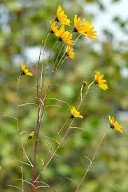 Image result for Helianthus angustifolius