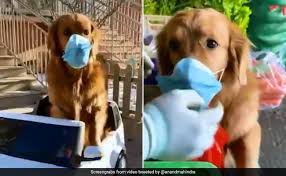 Vaccines save millions of lives each year. How Will World Change After Coronavirus Anand Mahindra S Funny Tiktok Video Answers