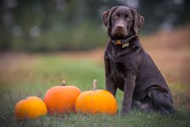 If you're preparing for halloween and want to include your whole family, this, of course, means your dog is involved too! Halloween Dog Names 117 Fall Choices From Spooky To Sweet