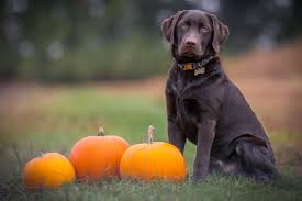 Dark blue (helper tag color) &2: 117 Halloween Inspired Dog Names From Spooky To Sweet The Dog People By Rover Com