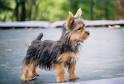 Silky Terrier Dog Breed - Facts and Personality Traits ...