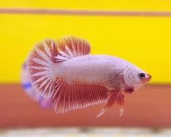 Plakat Red Dragon Betta Fish In 2020 Betta Fish Types Betta Fish Betta