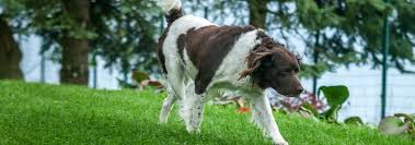 English Setter Dog Breed Facts And Traits Hills Pet